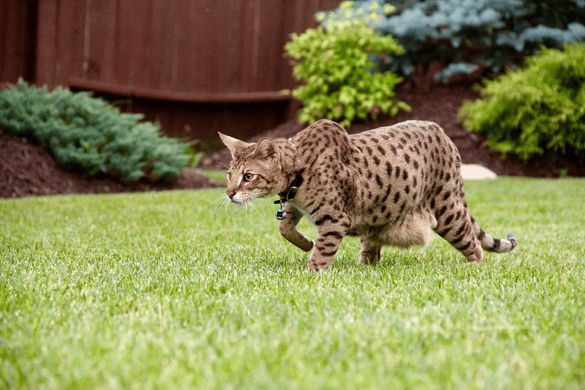 F2 Savannah cat