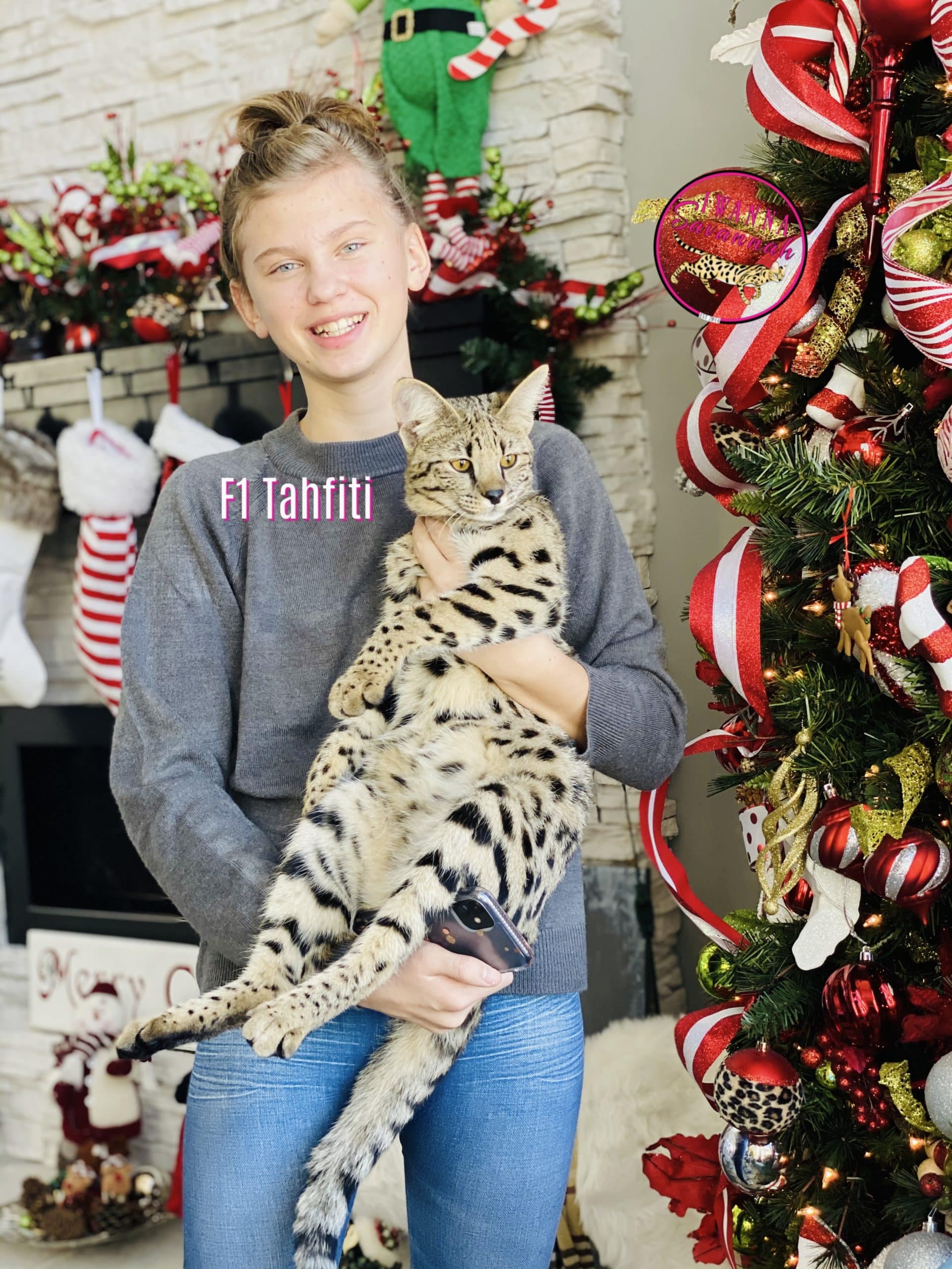 savannah cat f1
