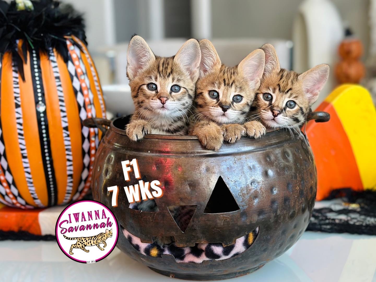 Avaliable Savannah cat