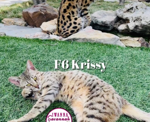 F6 Savannah cat for sale