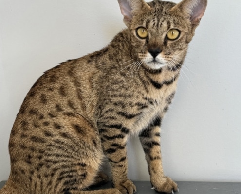 Savannah cat for sale