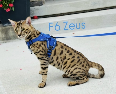 F6 Savannah cat for sale