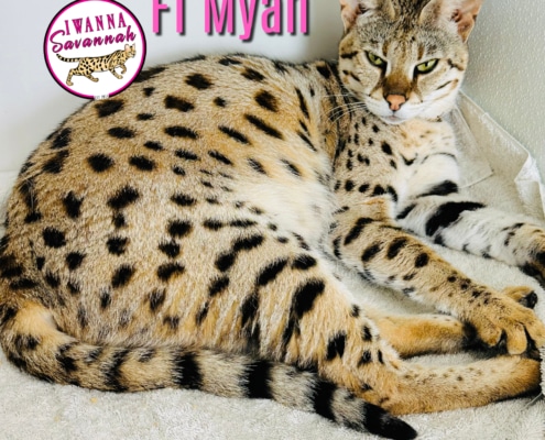 F1 savannah cat for sale