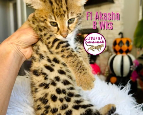 F1 savannah kittens for sale