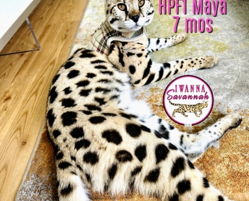 savannah cat breeder