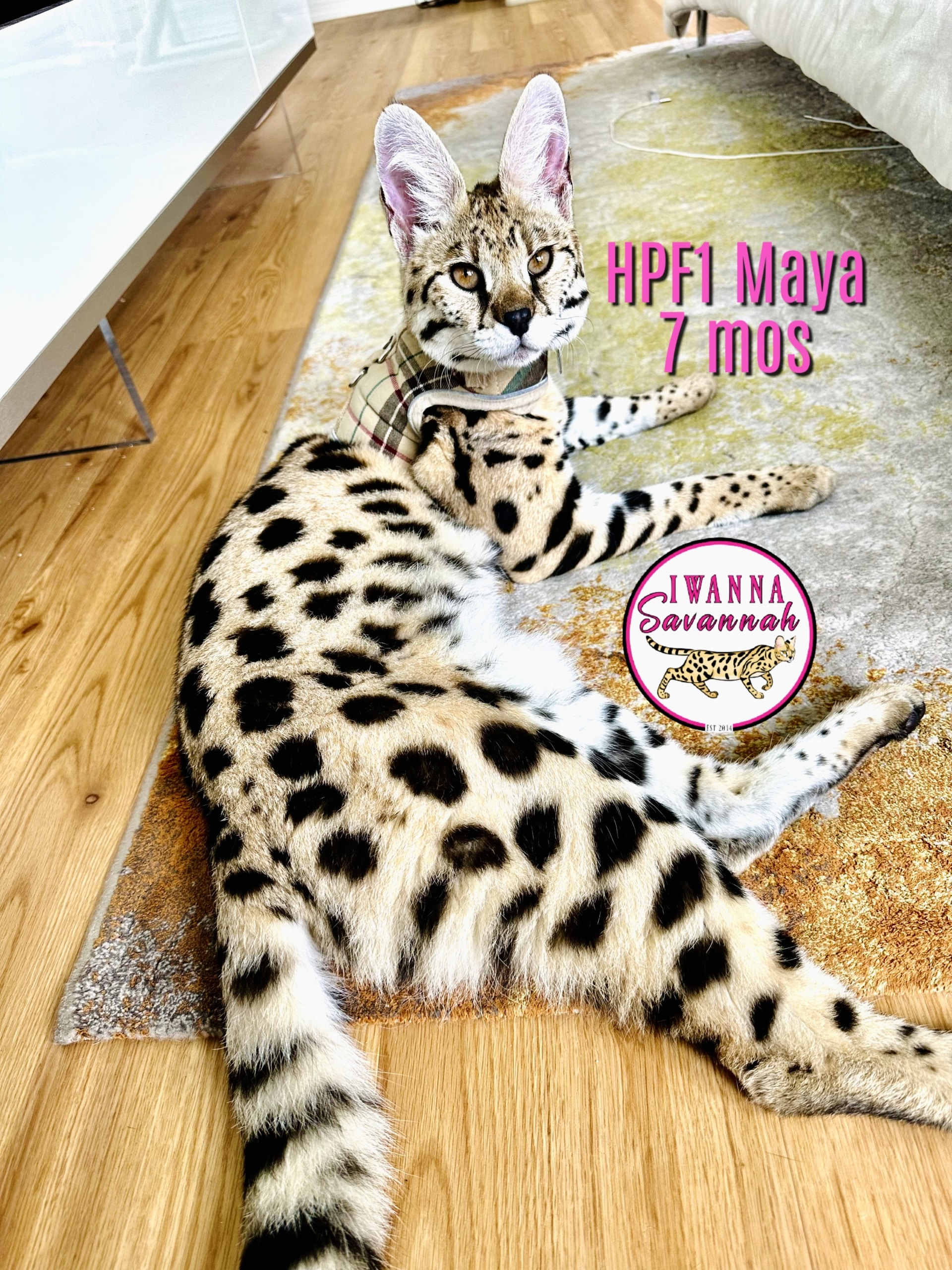 Savannah cat HPF1 by IWannaSavannah