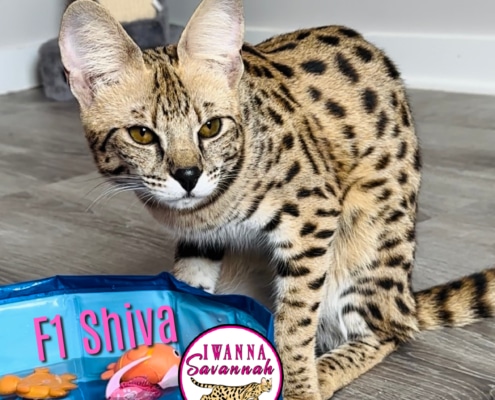 F1 Savannah cat for sale