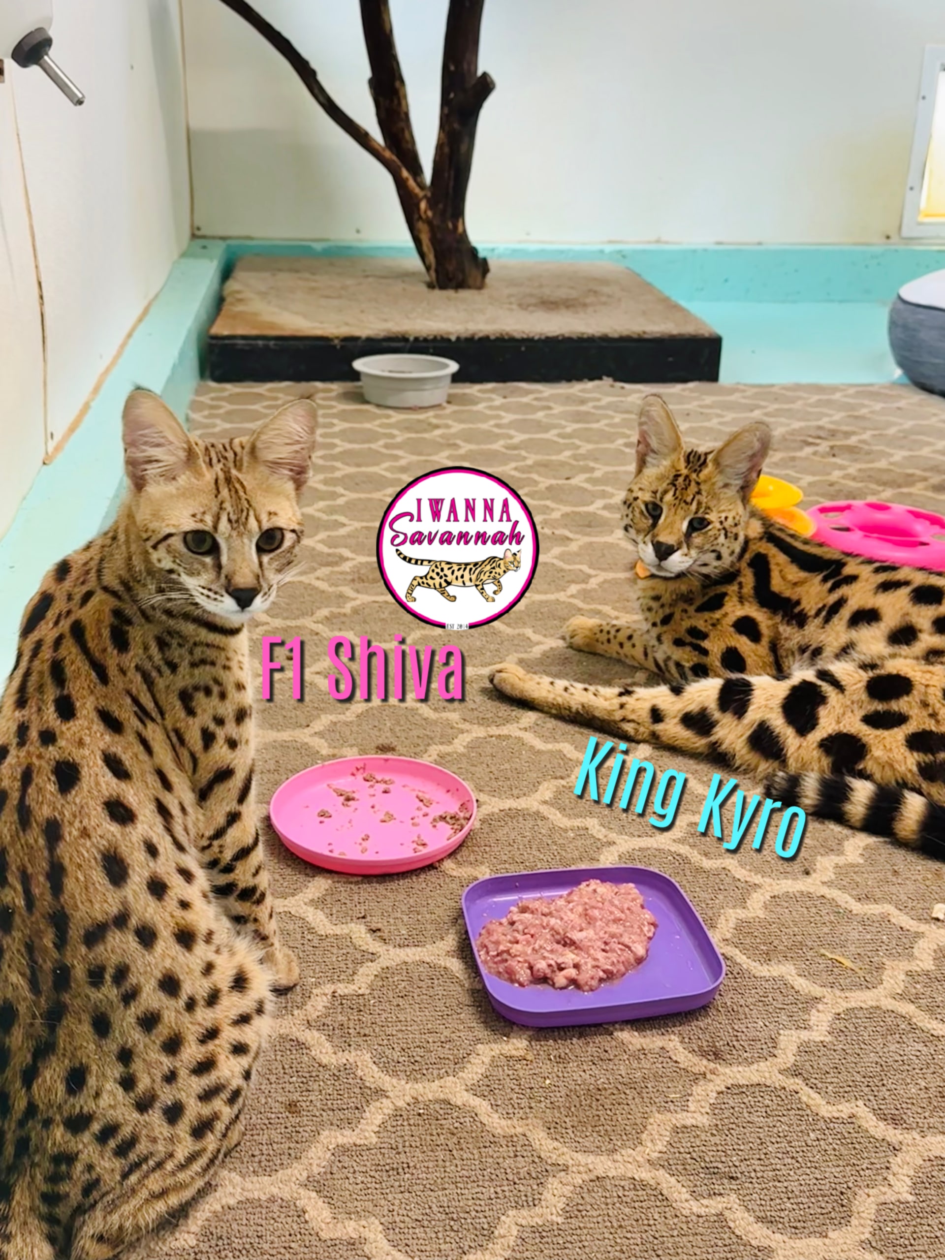 Savannah cat HPF1 by IWannaSavannah