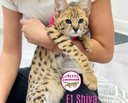 F1 Savannah cat for sale