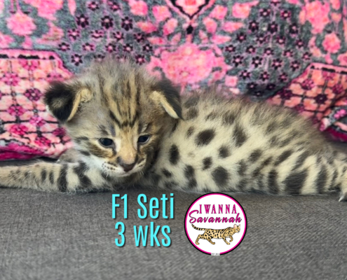 F1 Savannah cat for sale