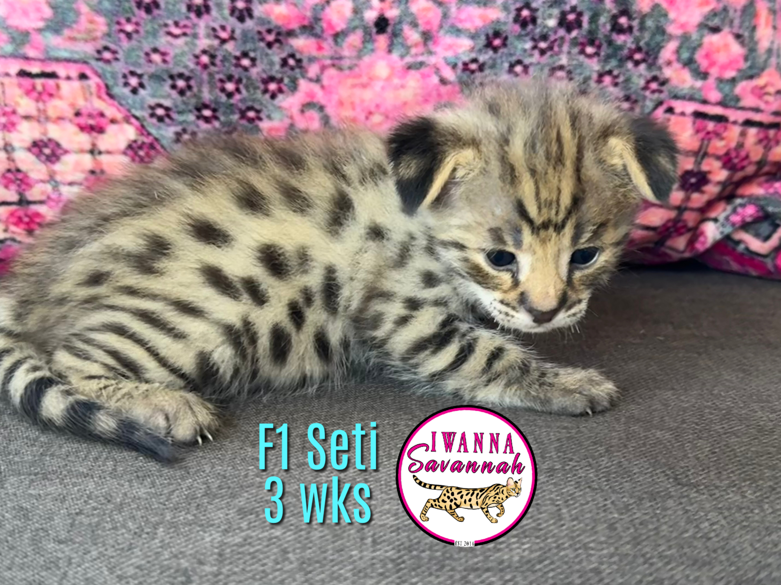 F1 Savannah cat for sale