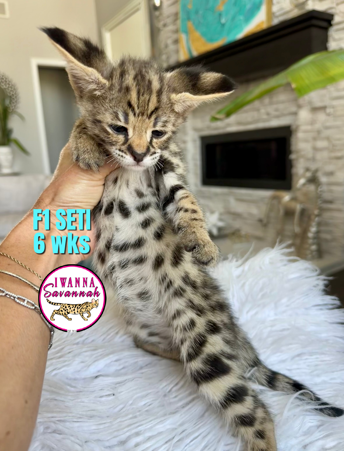 F1 Savannah cat for sale