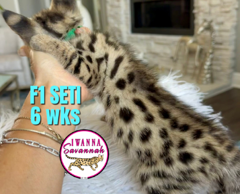 F1 Savannah cat for sale