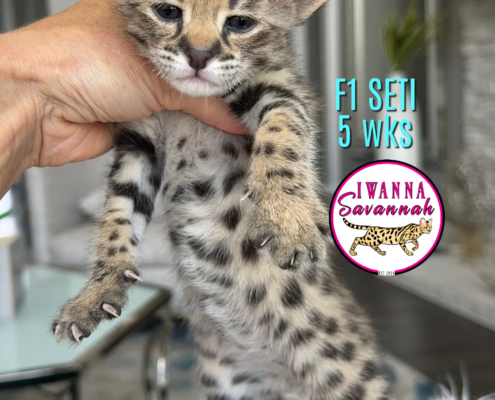 F1 Savannah cat for sale