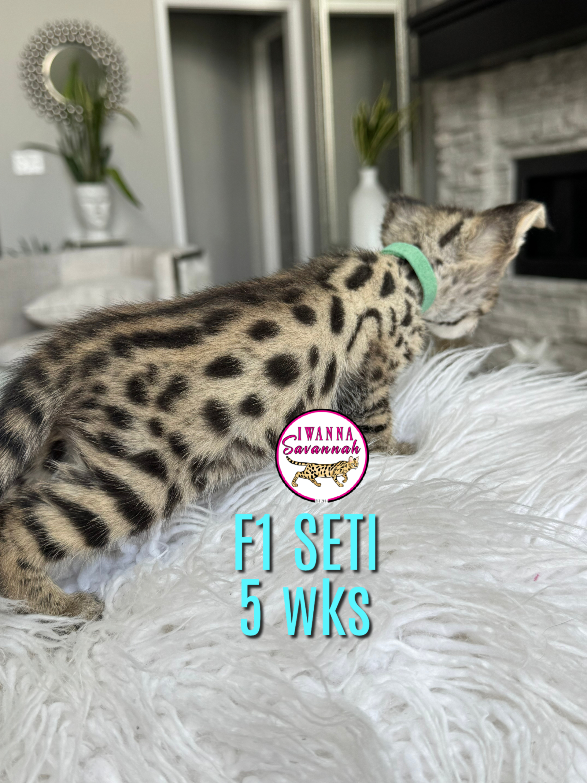 F1 Savannah cat for sale