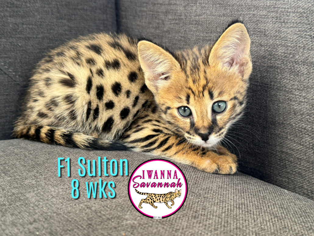 savannah kittens for sale nearby