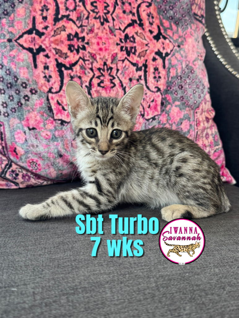 savannah cat breeders nearby