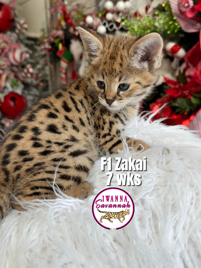 HPF1 Savannah cat for sale