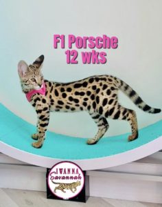 F1 Savannah near me Savannah Cat F1