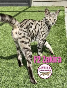 HPF1 Savannah kittens nearby HPF1 Savannah Cat