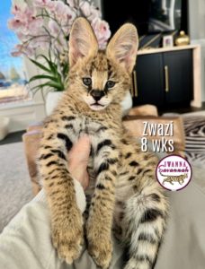 Savannah Cat F1 for sale Savannah Cat Breeders